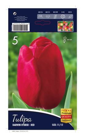 Лале Darwin Hybrid Red 1 оп (20 луковици)